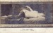 Erotikus témájú képeslapok a századfordulóról 03 (1909)